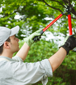 Specialist Trimming Tree Branches in Coral Gables, FL