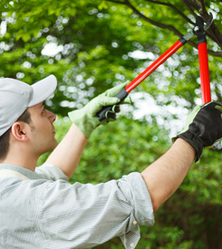 Specialist Trimming Tree Branches in Coral Gables, FL Specialist Trimming Tree Branches in Coral Gables, FL